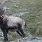 Bucardo (Pyrenean ibex), sejenis kambing liar Spanyol yang pernah punah. (Sumber Wikipedia)