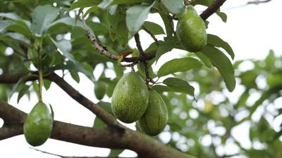 8 Jenis Alpukat yang Cocok Ditanam di Halaman Rumah Sempit, Berbuah Lebat Meski Lahan Terbatas