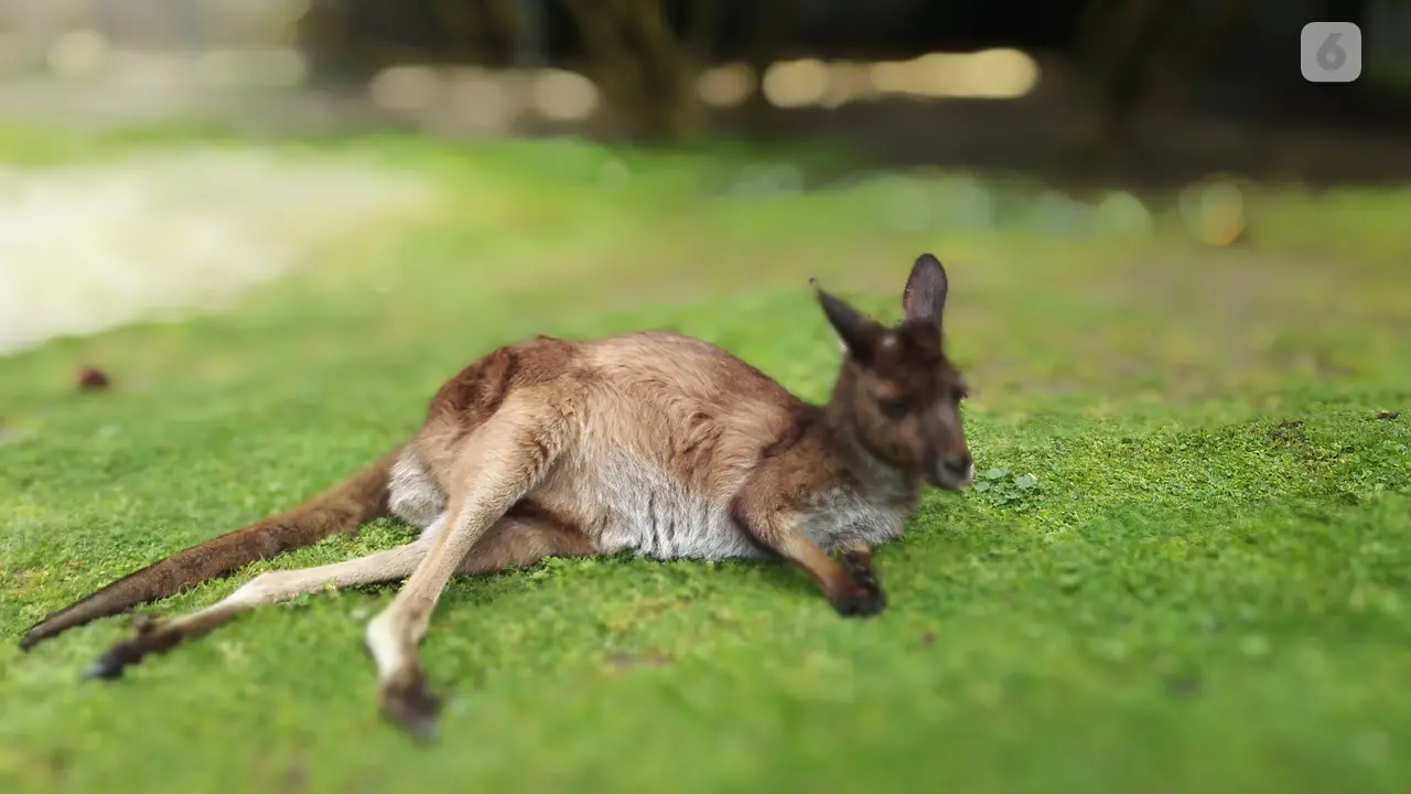 Kanguru di Healesville Sanctuary Park. (Liputan6.com/Tanti Yulianingsih)
