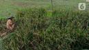 Petani memanen padi jenis baligo di sawahnya kawasan Sukamakmur, Bogor, Jawa Barat, Sabtu (27/04/2024). (merdeka.com/Arie Basuki)
