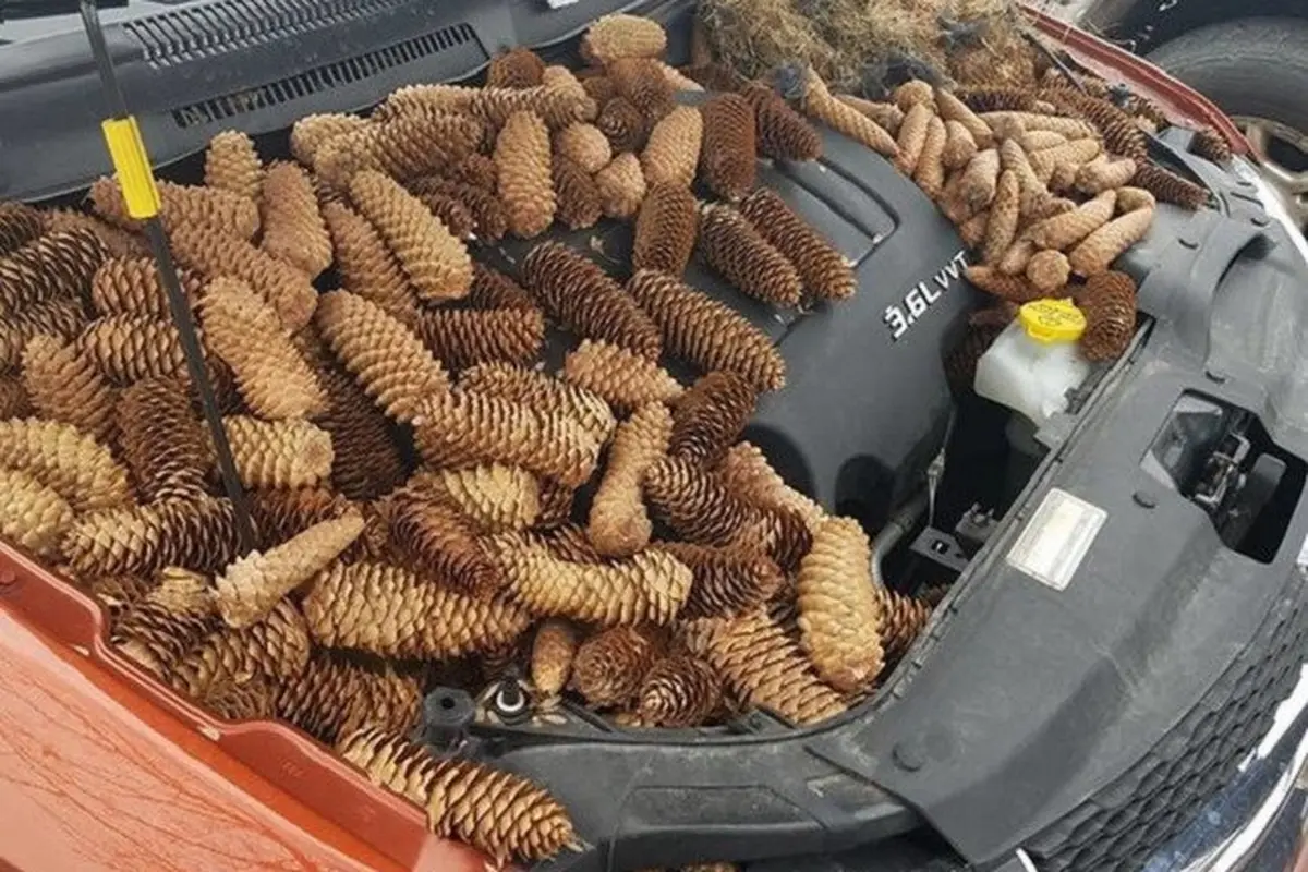 Mobil Besuara Aneh, Pria Ini Temukan Ratusan Biji Pinus