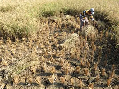 Petani menyelamatkan tanaman padinya dari kegagalan panen akibat musim kemarau di Ridogalih, Cibarusah, Bekasi, Minggu (7/7/2019). Ratusan hektare sawah gagal panen di wilayah Bekasi hingga membuat para petani merugi sampai miliaran rupiah. (merdeka.com/Arie Basuki)
