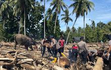 Cegah Kematian Gajah Sumatra Akibat Virus EEHV, Kemenhut Gandeng Vantara dari India*