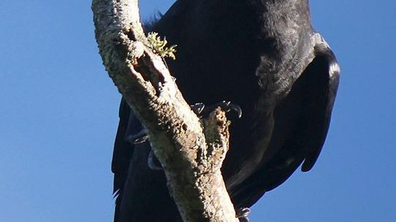 9 Burung Terpintar di Dunia, Bahkan Ada yang Doyan Tipu-Tipu