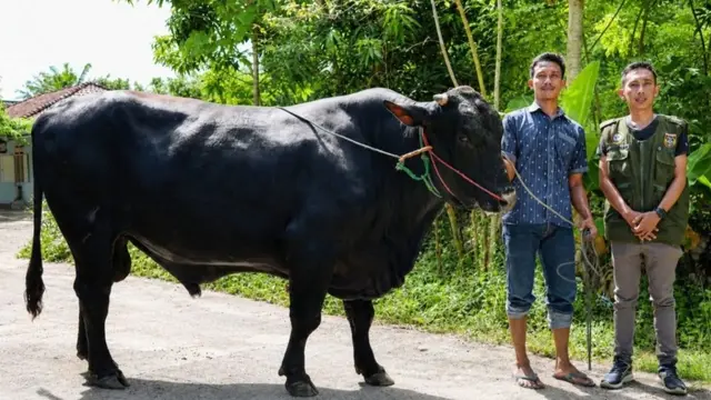 Empat ekor sapi jumbo berbobot rata-rata 1 ton dipilih Presiden Prabowo Subianto untuk disalurkan ke sejumlah daerah di Polewali Mandar, Provinsi Sulawesi Barat (Sulbar).
