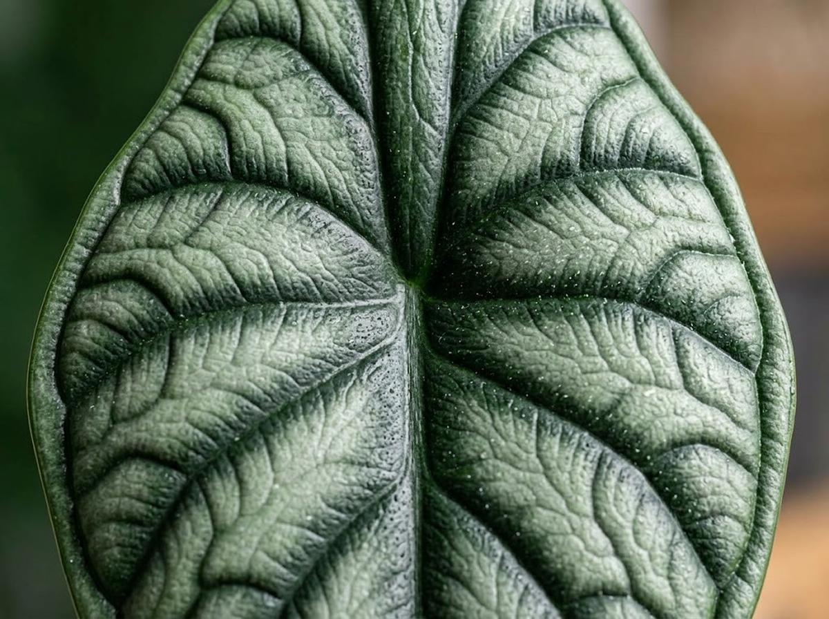 Alocasia &lsquo;Dragon Scale&rsquo; (Alocasia baginda &lsquo;Dragon Scale&rsquo;)