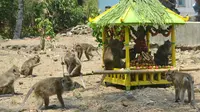 Rewanda Bojana, tradisi memberi makan ratusan ekor monyet di kompleks Mesjid Saka Tunggal, Cikakak, Wangon, Banyumas. (Foto: Liputan6.com/Muhamad Ridlo)