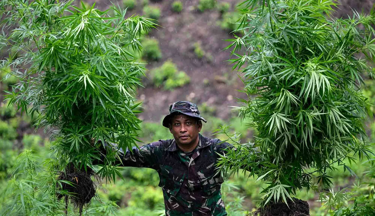 Prajurit Tentara Indonesia  Angkatan Darat menunjukkan tanaman ganja selama penggerebekan ladang ganja di Indrapuri, provinsi Aceh, Sabtu (06/07/2026). (AFP/ Chaideer Mahyuddin)