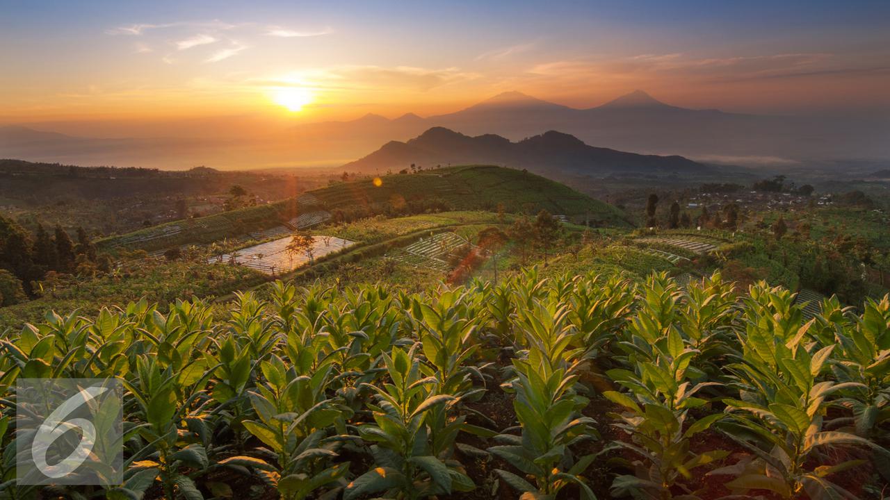 20160308-Ilustrasi-Tembakau-iStockphoto1
