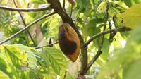 Buah kakao di Gorontalo yang mengalami busuk buah akibat jamur Phytophthora palmivora (Arfandi/Liputan6.com)