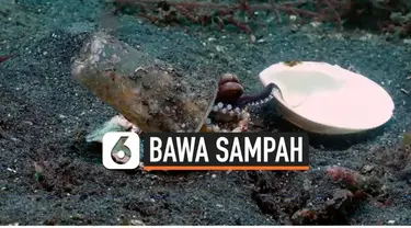 Seekor bayi gurita di perairan lembeh, Sulawesi Utara, membawa sampah gelas plastik di punggungnya. Melihat kondisi ini, para penyelam berusaha menukar sampah tersebut dengan cangkang kerang.