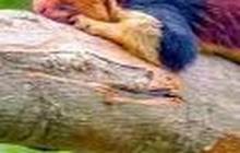 Heboh Penemuan Tupai Raksasa di India dengan Bulu Berwarna Pelangi