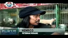 Memanfaatkan halaman rumah di surabaya, beberapa pemuda yang tergabung dalam pecinta musang berhasil mengembangkan biakkan hewan yang tengah naik daun berhasil cita rasa luwak yang nikmat.