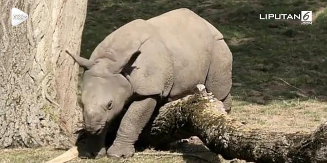 VIDEO: Cari Perhatian, Bayi Badak 'Akting' Terjebak di Pohon