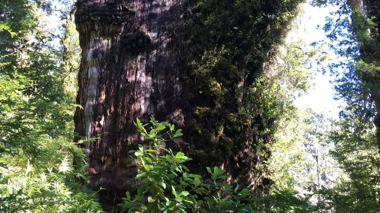 Pohon Tertua di Dunia, Dari Zaman Nabi Nuh Sampai Setua Tulisan Pertama
