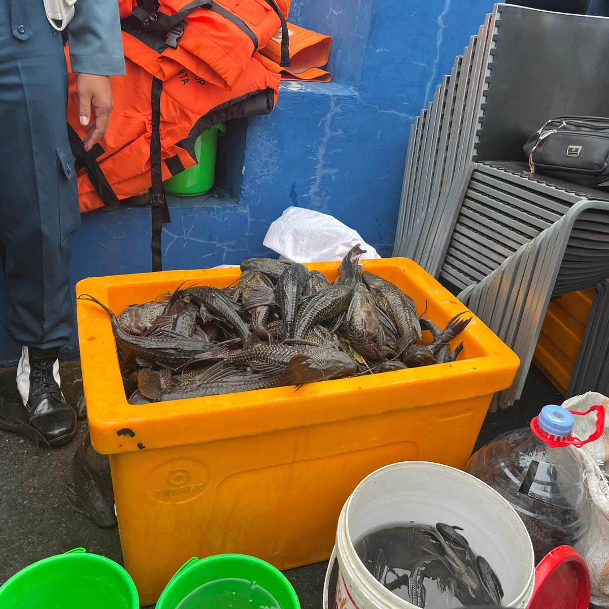 Operasi tangkap ikan sapu-sapu di jakarta utara