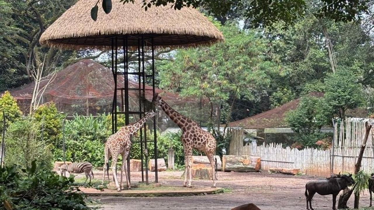Pemkot Bandung Tunggu Kementerian Kehutanan untuk Kejelasan Operasional Kebun Binatang Bandung