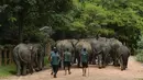 Mahout atau penjaga gajah mengawal kawanan gajah di Panti Asuhan Gajah Pinnawala di Pinnawala, sekitar 90 km dari ibu kota Kolombo (11/8/2020). Hari Gajah Sedunia dirayakan setiap tahun pada 12 Agustus untuk menyebarkan kesadaran tentang pelestarian dan perlindungan gajah. (AFP/Lakruwan Wanniarachch