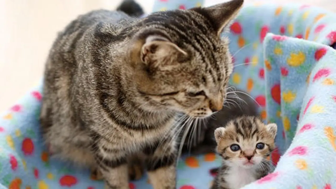 Lucunya Aksi Anak Kucing Tiru si Induk yang Sedang Mandi
