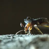 Kumbang pengebom | foto : istimewa