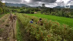 Seorang ibu ditemani dua anaknya memanen bunga pacar air di kawasan Sidemen, Karangasem, Bali, Kamis (2/9/2021). Jumlah penduduk miskin di Bali bertambah sekitar 5.050 orang dibandingkan pada September 2020 yang mencapai 196.920 orang. (merdeka.com/Arie Basuki)