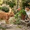 7 Tanaman Hias yang Aman untuk Kucing, Rumah Tetap Cantik Tanpa Bikin Khawatir