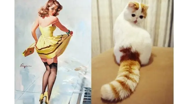 6 Gaya Kucing Berpose Layaknya Model Ini Bikin Geleng Kepala