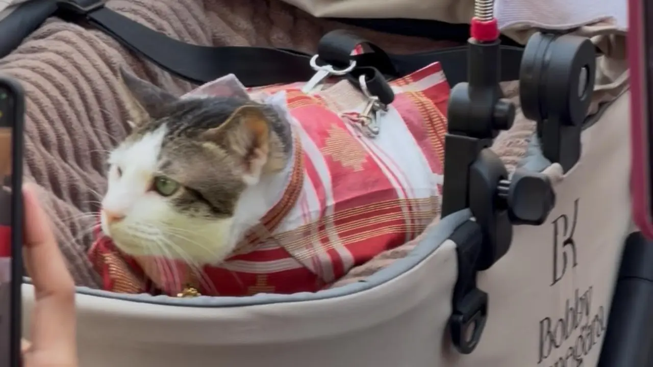 Kucing milik Presiden Prabowo Subianto, Bobby Kertanegara turut mengikuti Upacara Penurunan Bendera Merah Putih dalam rangkaian Peringatan HUT ke-81 Kemerdekaan Republik Indonesia di Istana Merdeka, Jakarta.
