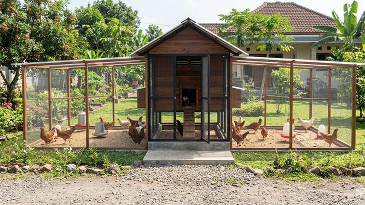 8 Desain Kandang Ayam Sistem Ventilasi Silang Biar Tidak Pengap dan Bau