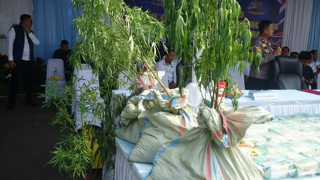 Barang bukti tanaman ganja yang ditemukan tengah semak belukar kawasan Gunung Seminung, Kecamatan Sukau, Kabupaten Lampung Barat.