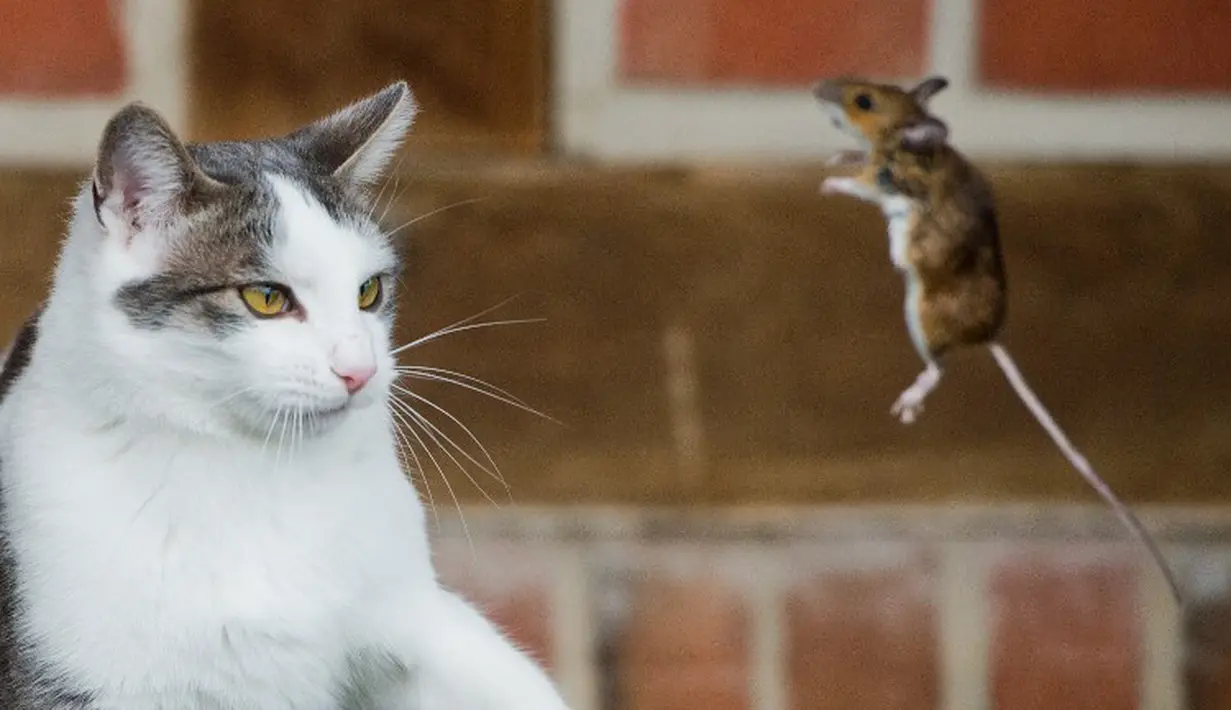  Seekor tikus kecil berusaha melompat untuk menghindari serangan dari kucing yang siap memangsanya, Jerman, Sabtu (20/12/2014). (AFP Photo/Julian Stratenschulte)
