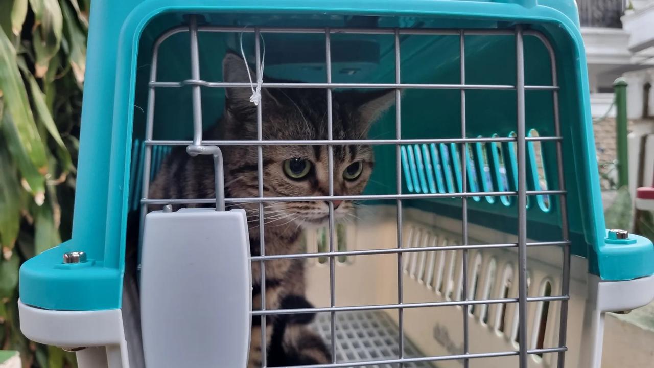 Potret Kucing-Kucing Uya Kuya yang Sudah Dikembalikan Oleh Sherina
