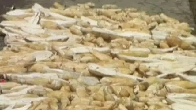 Stok Padi Menipis, Warga Ganti Nasi dengan Tiwul
