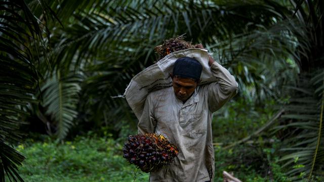 Potret Pekerja Perkebunan Kelapa Sawit di Aceh