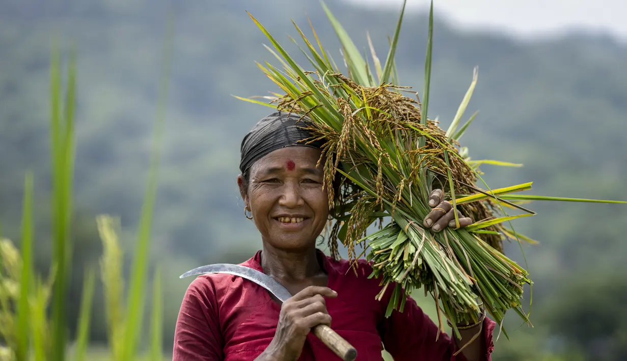 Seorang perempuan suku Karbi tersenyum sambil membawa seikat padi hasil panen di pinggiran Gauhati, India, Senin (23/5/2022). Secara historis dan nenek moyang mereka menyebut diri mereka Arleng (harfiah "manusia" dalam bahasa Karbi) dan disebut Karbi oleh orang lain. (AP Photo/Anupam Nath)