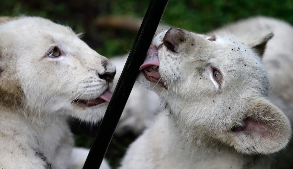 Anak singa putih berusia empat bulan bermain di kandang mereka di Kebun Binatang Altiplano di Tlaxcala, Meksiko, Selasa (7/8). Singa putih ini bukan albino, tetapi memiliki warna yang dihasilkan dari kelangkaan genetik. (AP Photo/Rebecca Blackwell)
