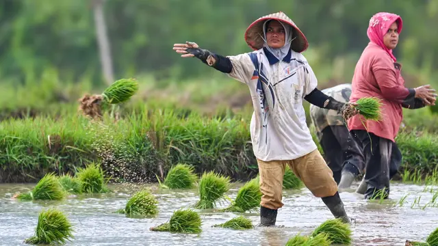 32 Juta Ton Beras, Target Produksi Padi Nasional di 2025