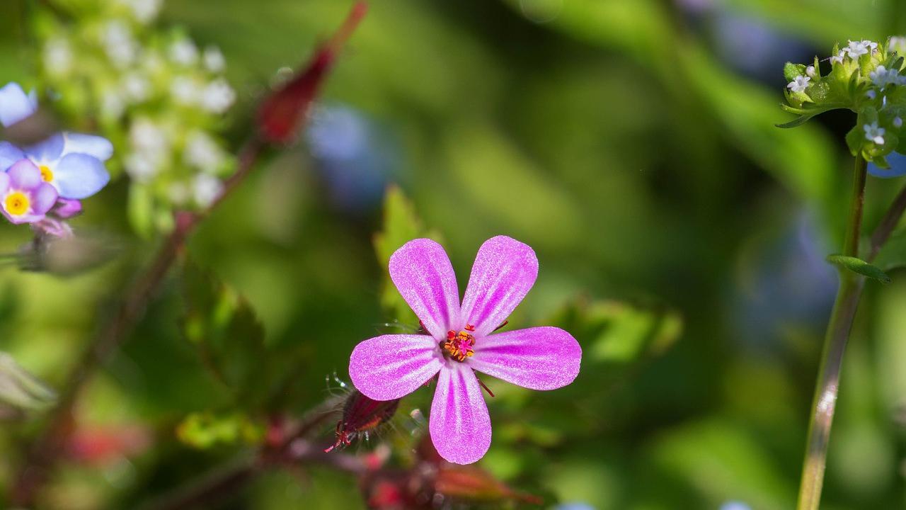 Soapwort