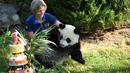 Petugas membawa panda Yuan Meng menuju kue ulang tahunnya Kebun Binatang Beauval di Saint-Aignan-sur-Cher, Prancis (4/8). Panda yang lahir di Prancis tersebut diberi nama 'Yuan Meng' oleh ibu negara Prancis, Brigitte Macron. (AFP Photo/Guillaume Souvant)