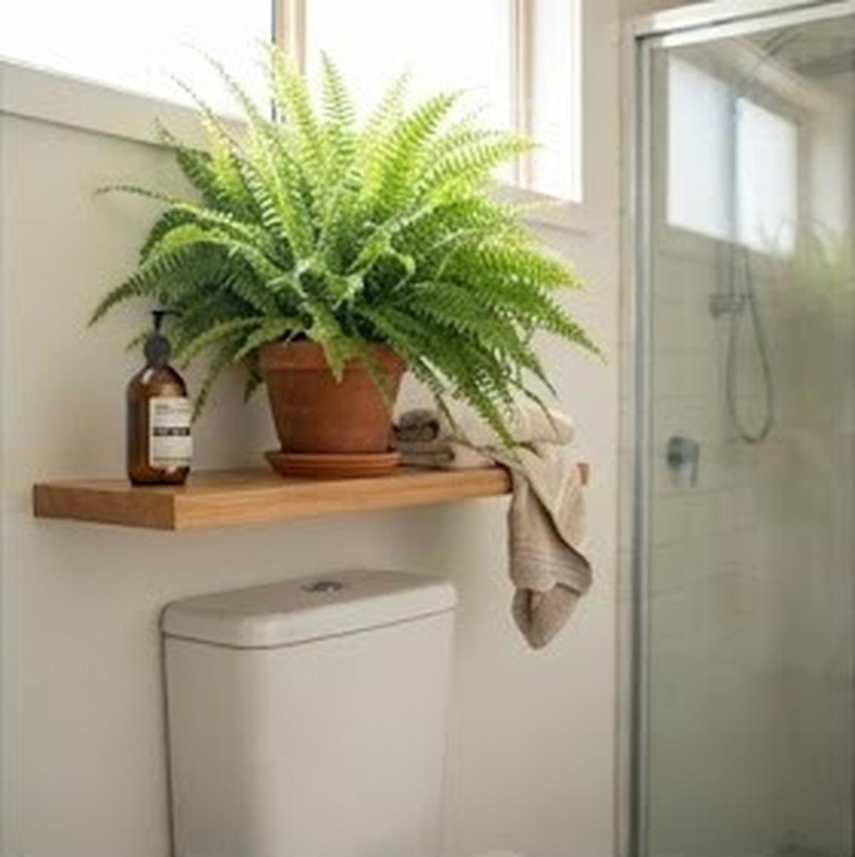 Boston Fern