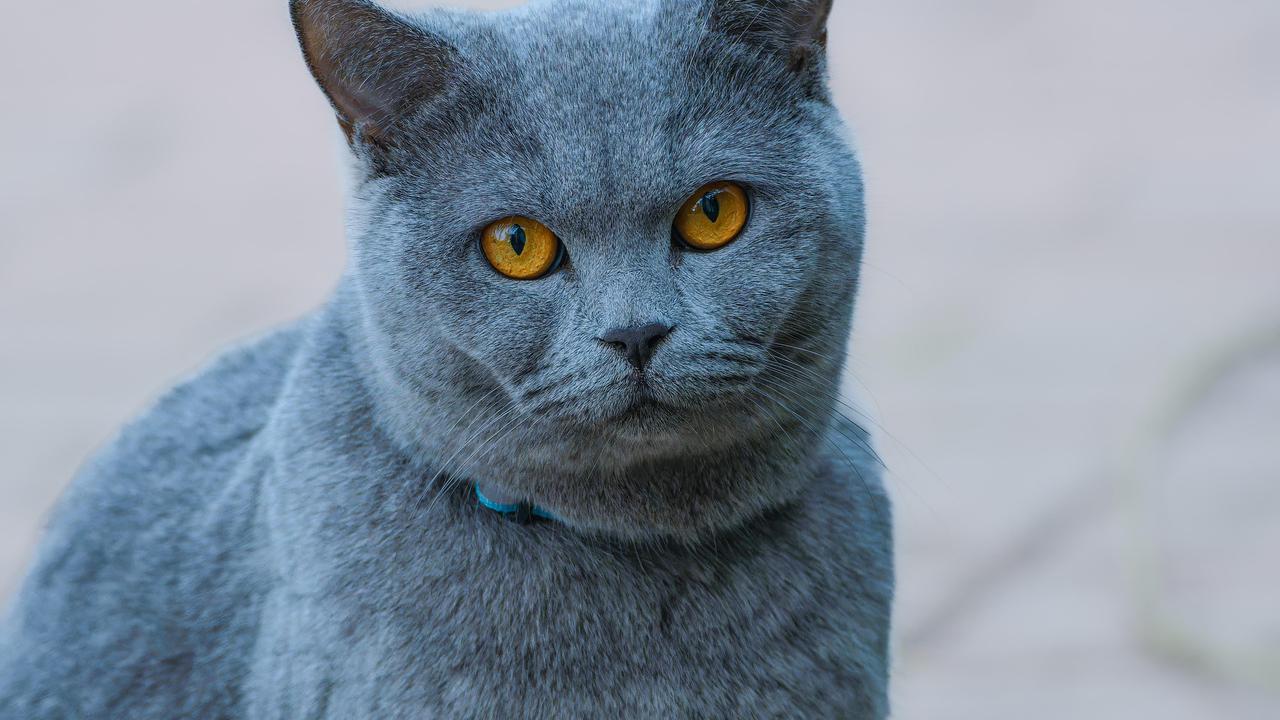 Grey Cat