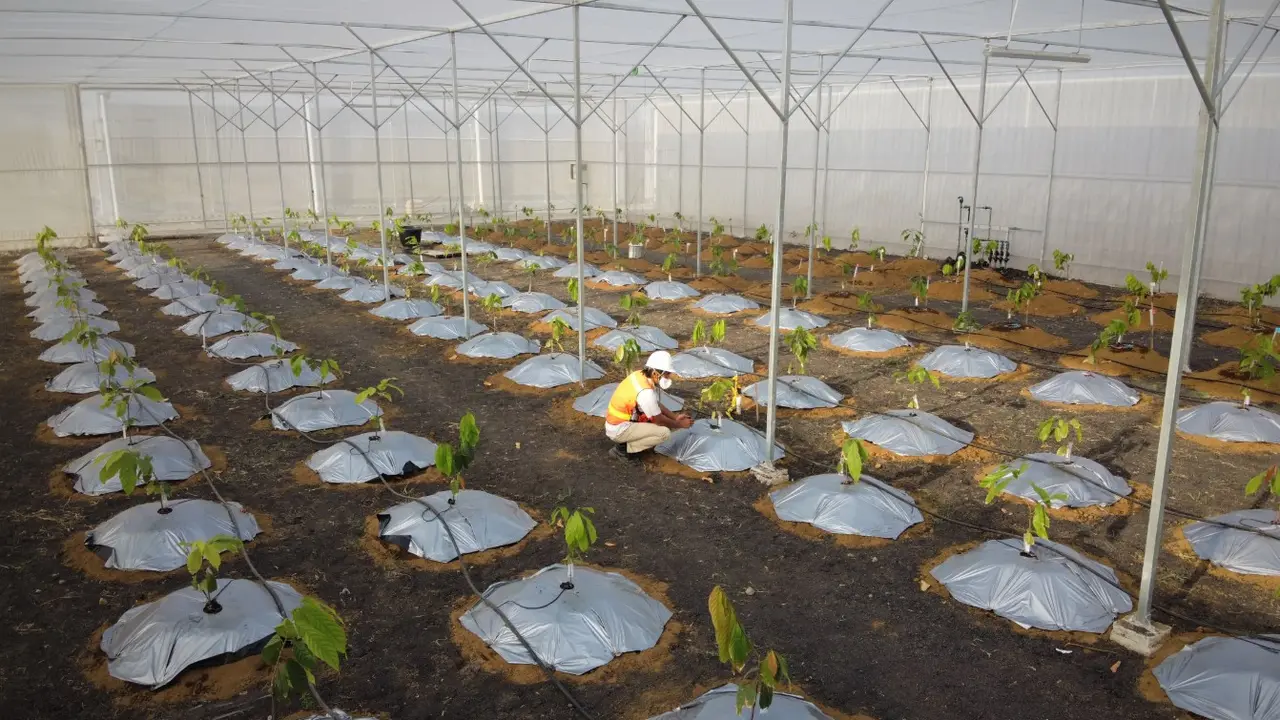Fasilitas Greenhouse pada PCTC memiliki fungsi pengaturan jumlah air, cahaya, dan pupuk untuk meneliti kondisi terbaik pada penanaman kakao.