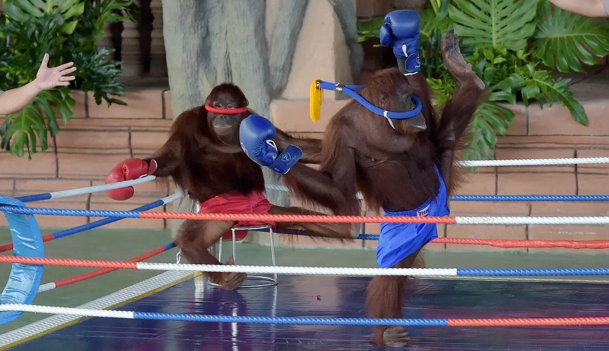 Dua orangutan bertanding kickboxing di atas sebuah ring saat pembukaan Phnom Penh Safari di Kamboja, Sabtu (23/6). Peresmian ini juga dihadiri oleh Perdana Menteri Kamboja Hun Sen. (AFP/Tang Chhin Sothy)