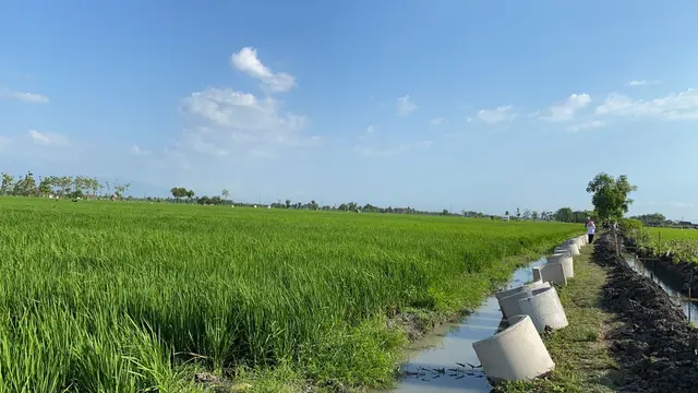 Antisipasi Kerugian Akibat Perubahan Iklim, Kementan Sarankan Petani Ikut AUTP