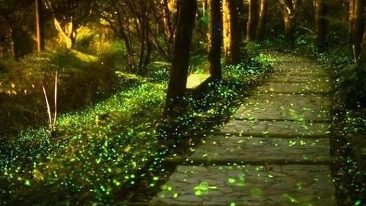 Keren, di taman ria ini pengunjung bisa lihat 10.000 kunang-kunang