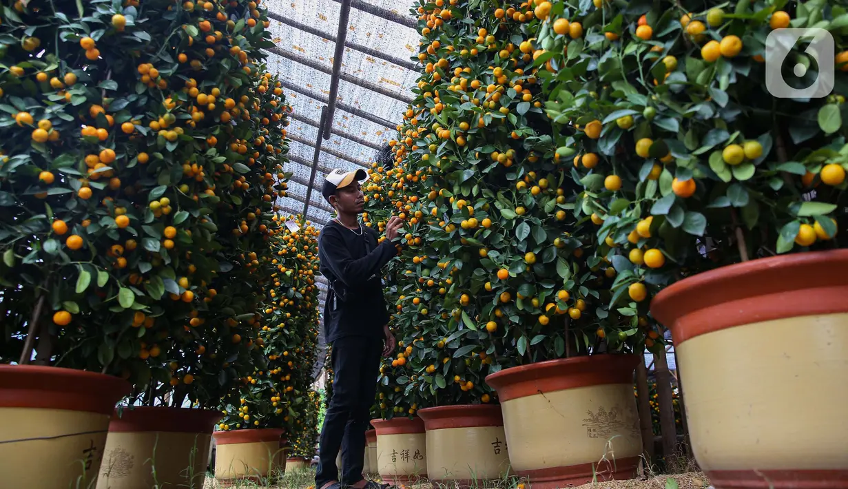 Pohon jeruk yang diimpor dari Taiwan tersebut banyak dijual menjelang perayaan Tahun Baru Imlek. (Liputan6.com/Angga Yuniar)