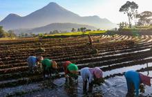 KUR BRI Mengaliri Sawah Rakyat, Menggerakkan Ekonomi dan Ketahanan Pangan Nasional