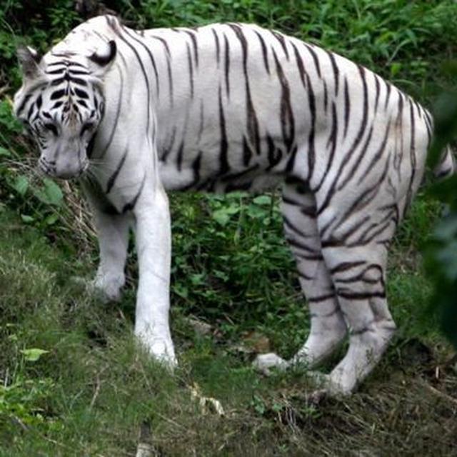 20 Foto Keren Harimau Putih Gambar Keren HD
