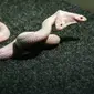 Ilustrasi ular berkepala dua. Foto ini diambil pada 2011, memperlihatkan ular albino berkepala dua California Kingsnake di kebun binatang SKAZKA, Krimea ( AFP PHOTO / HO / SKAZKA ZOO)