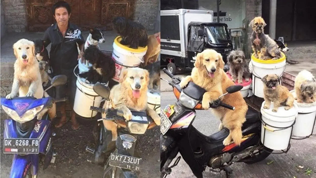 Pria Ini Selalu Bawa Banyak Anjing Saat Bekerja, Ini 6 Potretnya